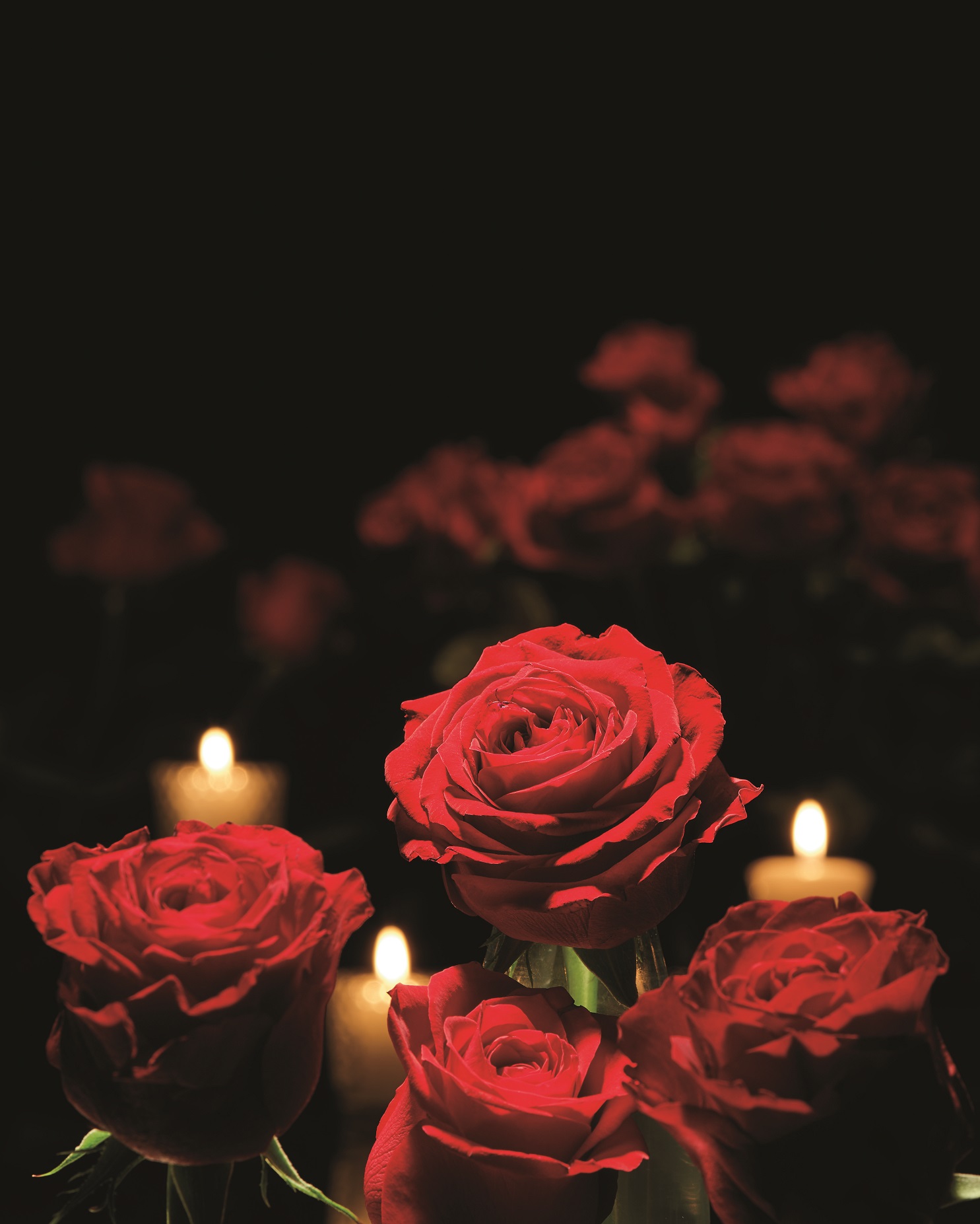 薔薇が豪華です＼(_ _) www.esnmurcia.org