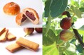 ＜9月9日は「姉崎いちじくの日」＞市原市特産を味わう2つの贅沢コラボ商品が今年も登場！