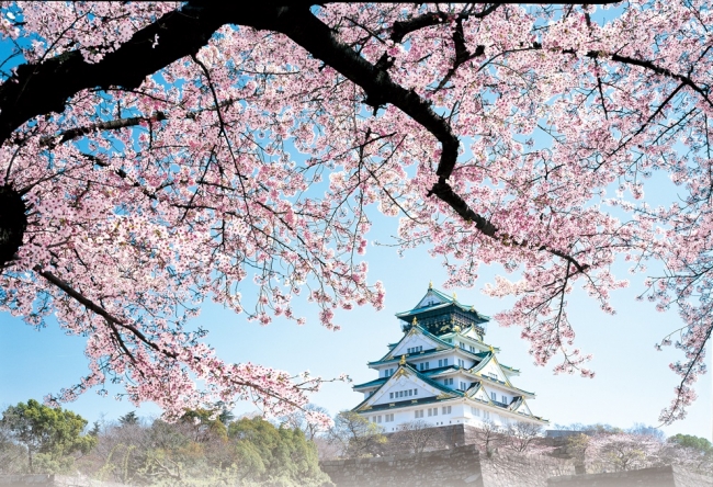 大阪 城 桜