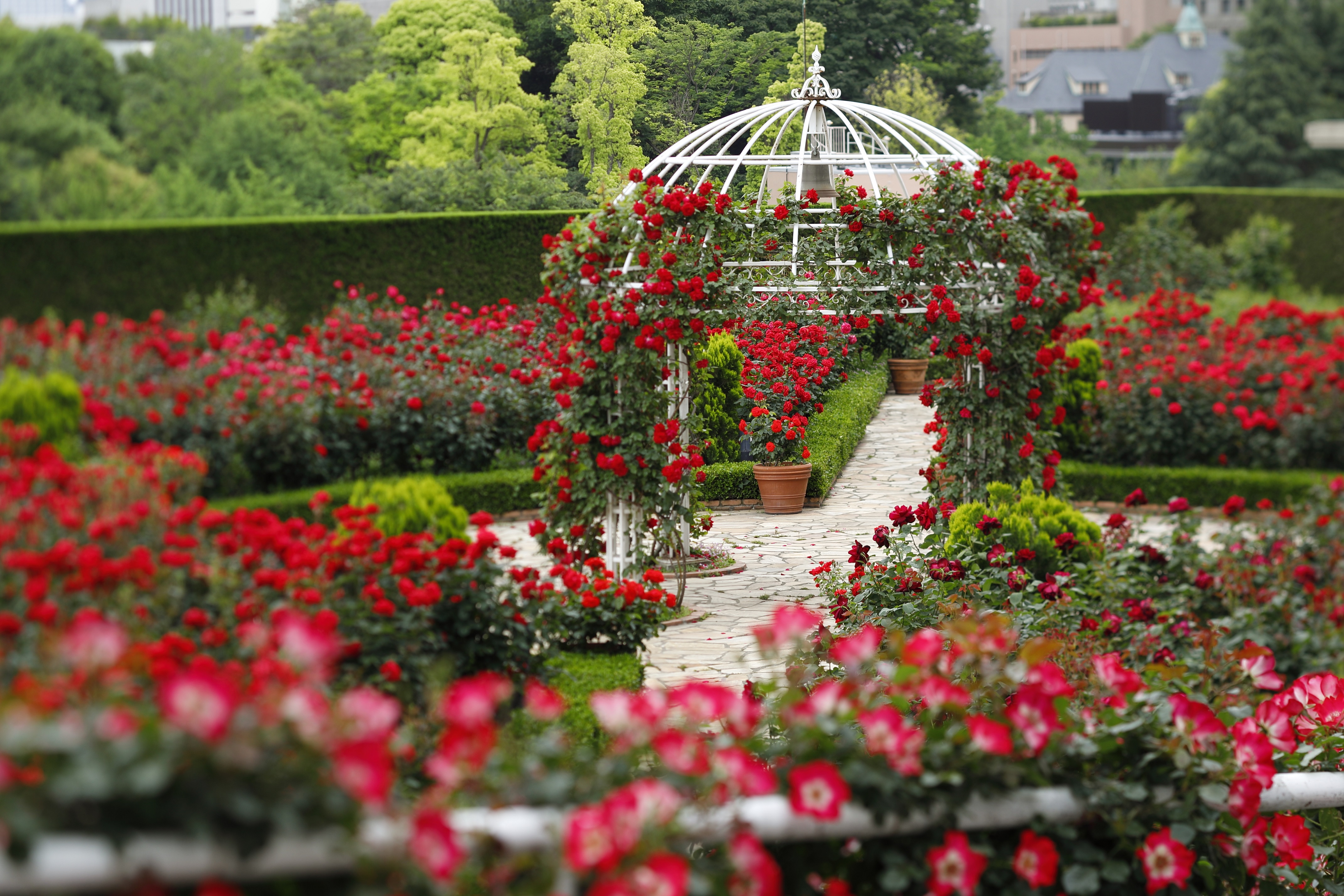 ヒミツの花園 お見せします ３万輪のバラが咲き誇る 屋上庭園へようこそ 株式会社ニュー オータニのプレスリリース