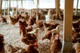 岡山県西粟倉村から、循環型養鶏を通した地域社会づくりに取り組む株式会社点々、ベンチャー・スタートアップの祭典「ICCサミット KYOTO 2025」に登壇決定