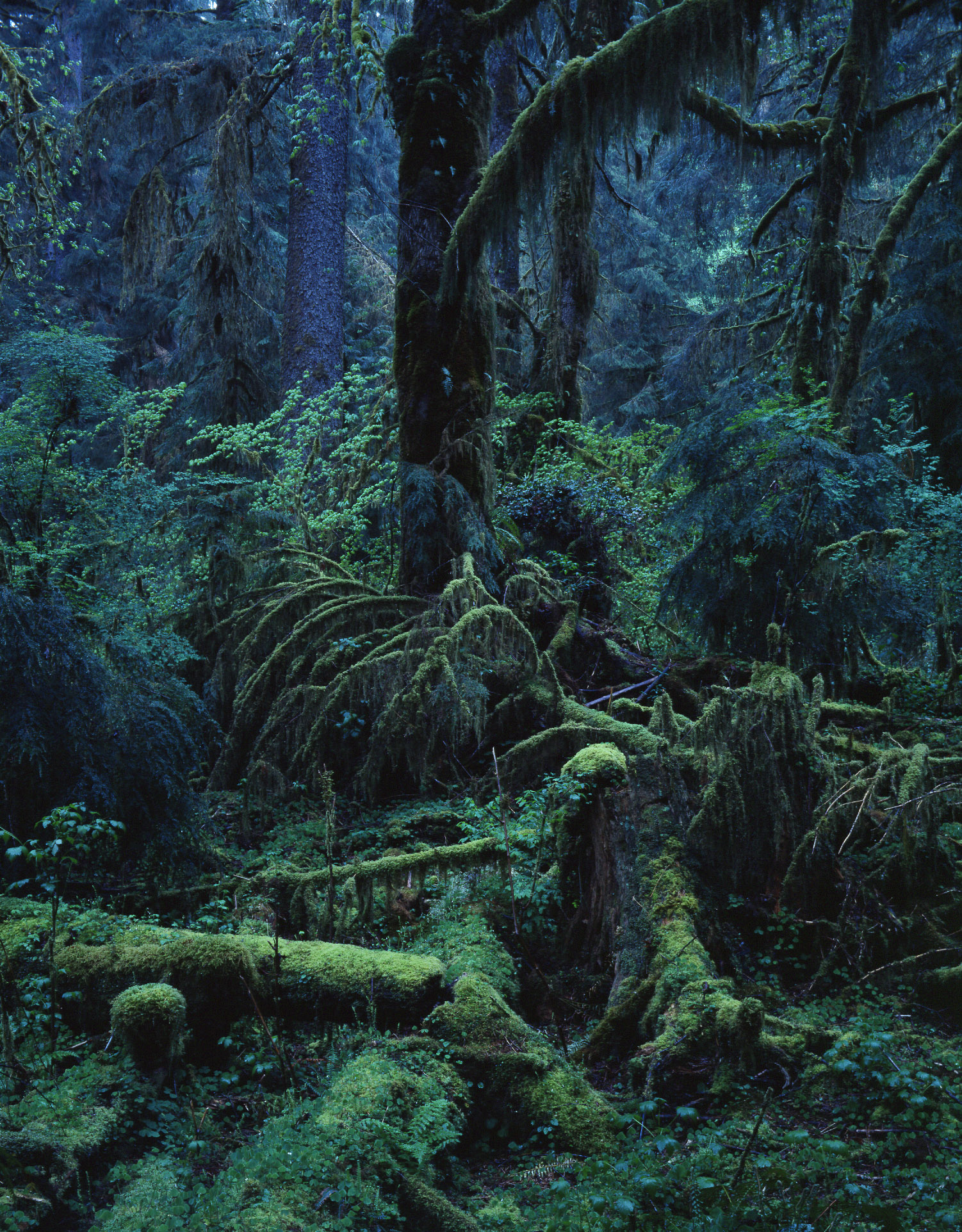 ギャルリーためながパリ店にて上田義彦写真展 好評開催中 株式会社ギャルリーためながのプレスリリース