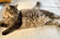 「飼い主のいない猫を救いたい」目の前にいる一匹一匹の命に向き合うふるさと納税クラウドファンディングを実施