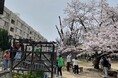 春の桜を、夏に守る。大阪府「サクラを守れ！クビアカツヤカミキリ 夏の陣2026」府内初回の捕獲大会を助松公園で開催