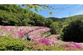 【関西屈指の“ピンクの絶景”ツツジロールが東大阪に出現!】