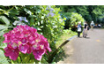 【関西屈指】山道を彩る、初夏の絶景 ー 生駒山・ぬかた園地「あじさい園」が6月下旬から見ごろに“自然×涼体験”を楽しむ観光へ ー