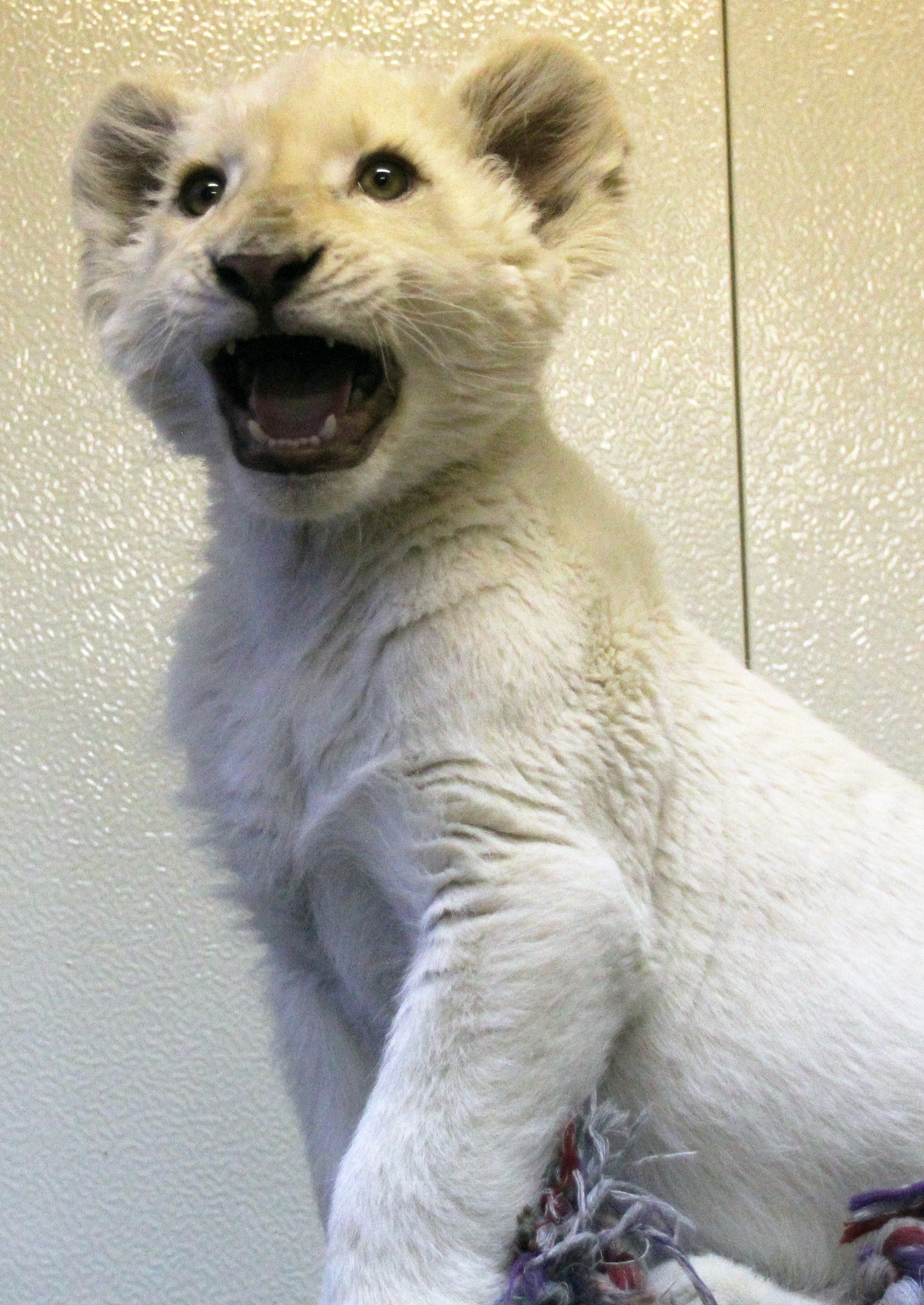 九州 沖縄で初 沖縄県唯一の動物園 沖縄こどもの国に ホワイトライオン 上陸 沖縄市役所 経済文化部 観光振興課のプレスリリース