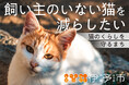 【愛媛県伊予市】残りあと２か月！！『猫のくらしを守るまち』を目指してガバメントクラウドファンディング®を実施中！