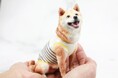 【愛する家族と20年先も一緒に】ペットの3D撮影スタジオ うちのこフィギュア」が2店舗スタート!