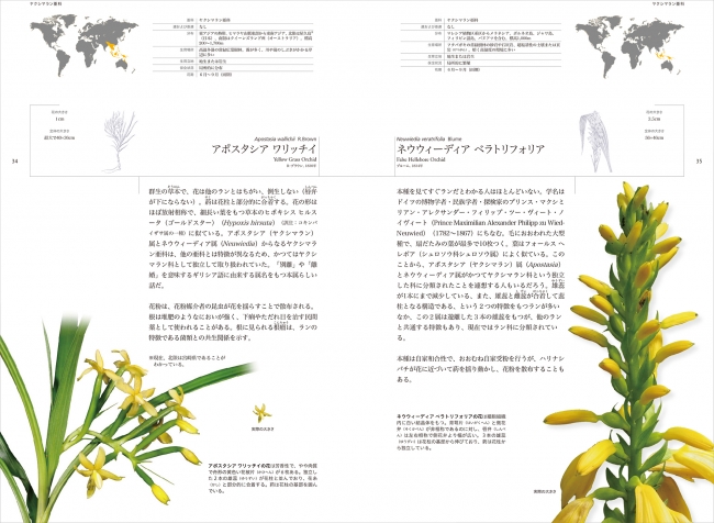 749属2万6000種からなるラン科の魅力を1冊に凝縮した 世界のラン大図鑑 を刊行 株式会社 三省堂のプレスリリース