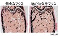 骨代謝における骨形成タンパク質BMP3bの機能を解明