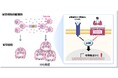 骨が味を感じるメカニズムを解明 ~ 味覚受容体が口腔外に存在する神秘に迫る ~