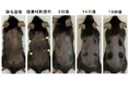 たった一滴塗るだけで完全に毛が生える方法を発見　～新たな発毛治療への応用に期待～