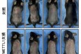 RNAの化学修飾が毛の生え変わりを制御するしくみを解明