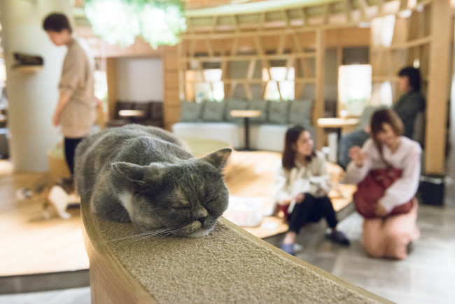 大人の癒しスポット 猫カフェ Mocha が 10月14日 新宿に新店舗オープン リポット株式会社のプレスリリース