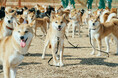 【埼玉】柴犬・ペキニーズの愛犬家向けイベント開催決定!ご家族と愛犬で一緒に楽しめる多彩な参加型プログラムが盛りだくさん!