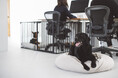 オフィスでのペット同伴をより安全に!Dog Friendly Office Projectの新たな取り組み