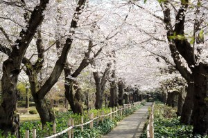 日本経済新聞 Nikkeiプラス1 で麗澤大学柏キャンパスの桜並木が紹介されました 麗澤 Reitaku のプレスリリース