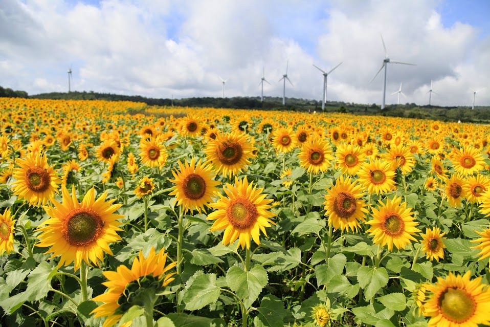 郡山布引風の高原まつり 開催 開催日 15年8月30日 日 福島県郡山市のプレスリリース