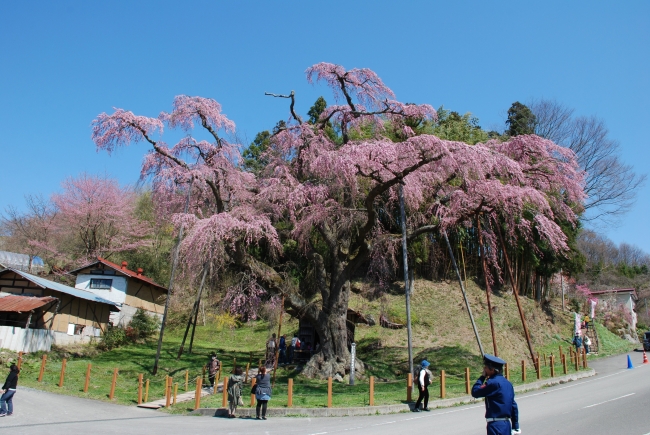 インドア花見 で満開の桜を楽しもう桜の名所を一挙紹介 郡山桜ライブカメラ 3月29日 日 配信開始 春限定 今すぐお取り寄せしたい 春色さくらスイーツ6選 福島県郡山市のプレスリリース