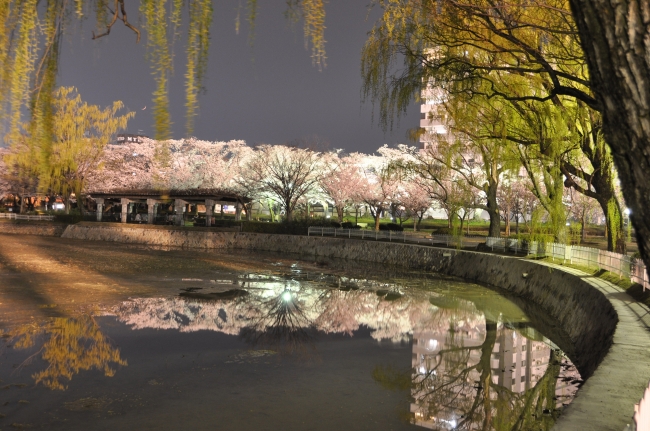 開成山公園の夜桜