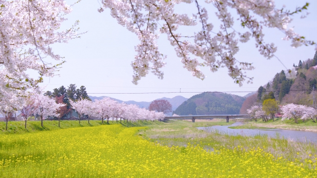 舟津川の桜は、絶好の写真スポット