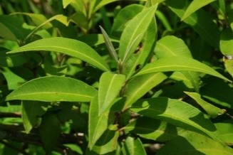 出典：Australian Native Lemon Myrtle Farms