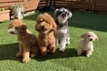 愛犬との旅行、新たな選択肢を提案! 「宿泊分離型」で叶える、飼い主も愛犬もストレスフリーな箱根滞在