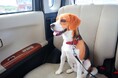 【ペットの熱中症対策やお盆の帰省に】自家用車を持たない都市部世帯にニーズ高まり、8月1日よりペットタクシー「ハピネス」サービス本格始動【東京・大阪・兵庫】