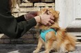 【国内初の店頭販売】ファッションの都・ミラノで愛されるドッグブランド『プパキオッティ』、ペッツファースト新宿店で販売開始~セレブ御用達のペットブティックで人気を集める注目の犬ハーネス~