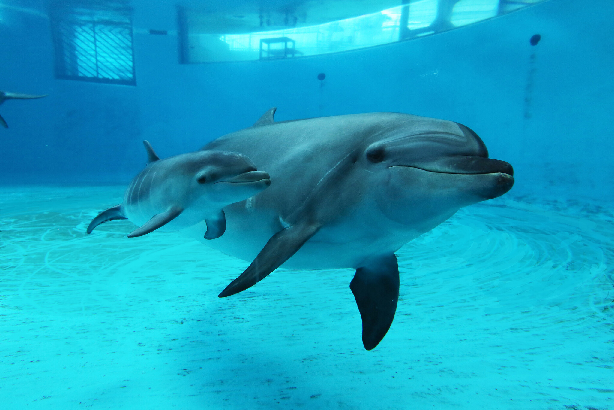 市立しものせき水族館・海響館 バンドウイルカの赤ちゃんが誕生