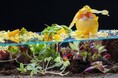 イノベーティブフレンチ＆ジャパニーズ 　フランス料理の経験豊かなシェフが作る“蝦夷料理” 　ランチ＆ディナーコースの販売を開始