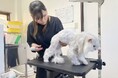 【大阪】保護猫×就労継続支援を行う事業所「ディアウリエル」の内覧会を実施いたします。