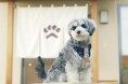 京都の伝統工芸「西陣織」「丹後ちりめん」で仕立てるMiyako犬用ネクタイ｜群馬の犬用複合施設INU-MUSUBIにて発売