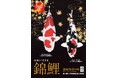 【新潟県小千谷市】農林水産祭参加第65回新潟県錦鯉品評会を開催[11月8日(土)、9日(日)]