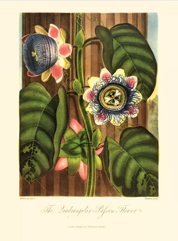 荒俣宏（編著）による植物図鑑の至宝『R・J・ソーントン フローラの