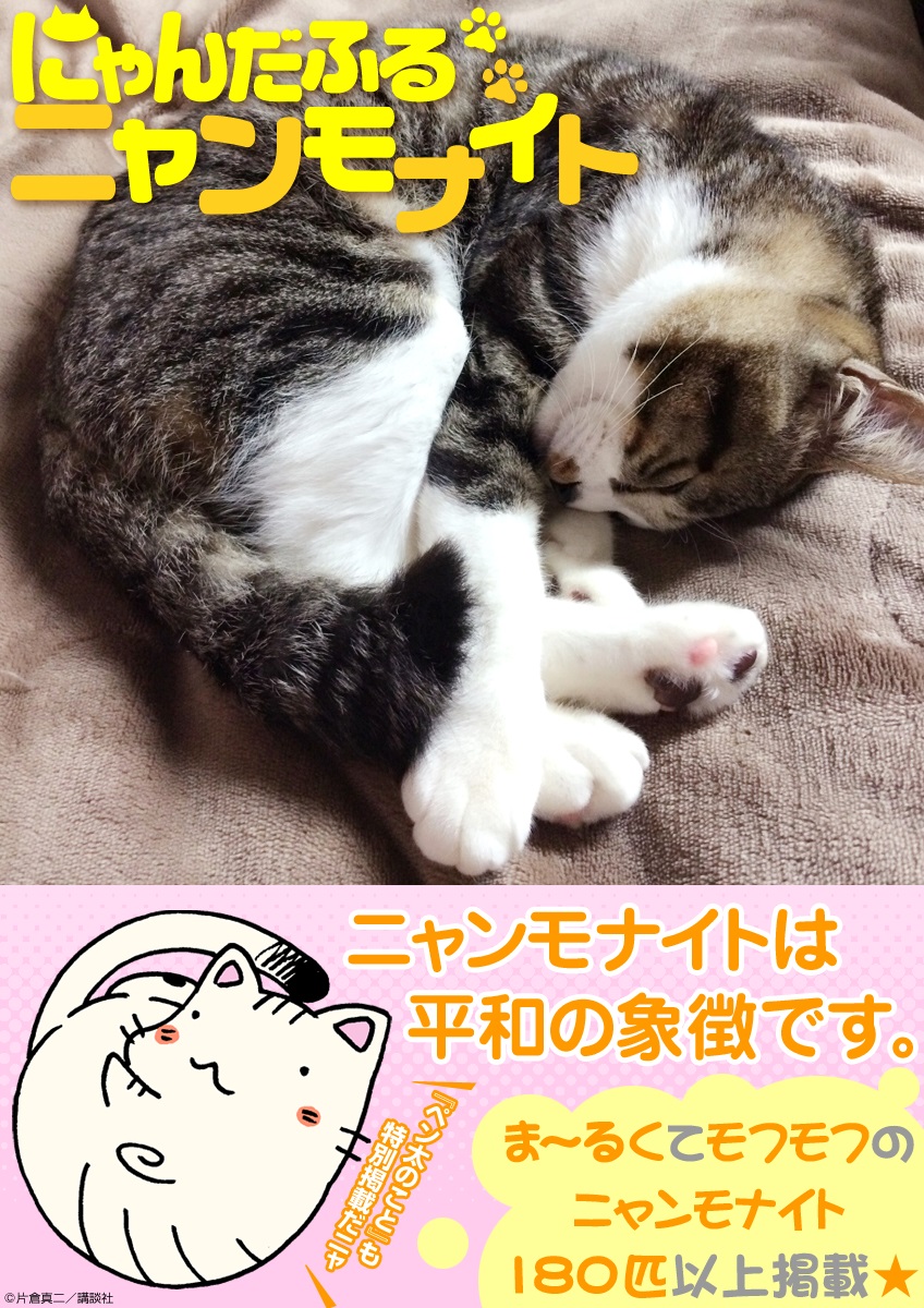 Ebookjapanが猫の日 2月22日 に募集した猫写真集を無料配信開始 総勢1匹の ニャンモナイト 体を丸めた猫のみ の豪華写真集 株式会社イーブック イニシアティブ ジャパンのプレスリリース