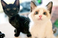 「世界のMUSASHI個展」に動物愛護団体「つかねこ」が参加決定