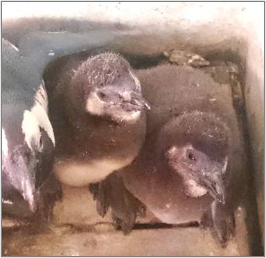 年の悲願 30回もの悲しみを乗り越え 山奥の カフェ でペンギンの赤ちゃん誕生 株式会社47clubのプレスリリース