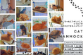 【ねこのきもち9月号/猫びより秋号掲載】fabuon lifeの猫用ハンモックが「Amazon」で購入可能に!