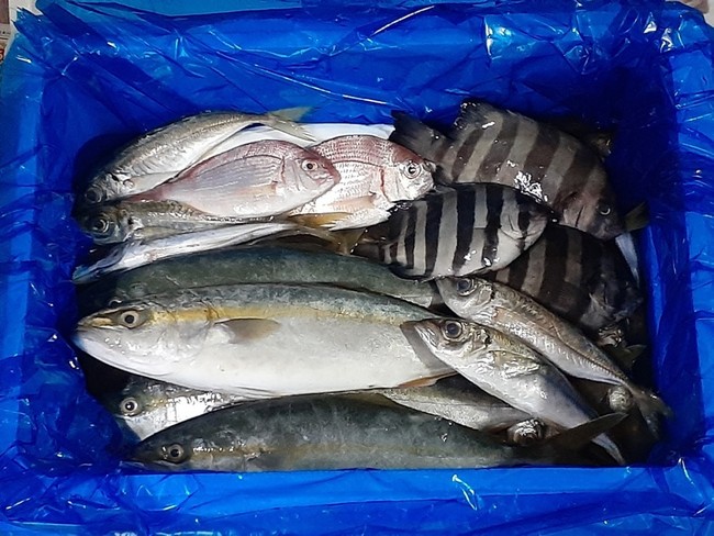 市場に出ない未利用魚を活用した 漁師のまかない飯セット 鮮魚アプリのsakamaで販売開始 株式会社sakamaのプレスリリース