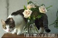 【 猫と暮らすお花便 】全国の猫とお花好きに届けたい!花屋プロデュースの新しい定期便サービス「 猫と暮らすお花便 」が2025年1月10日より正式サービススタート