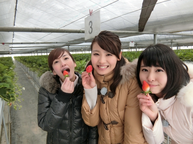 イチゴ狩りを楽しむ３人姉妹（左から、鈴木しおりアナ・石神愛子アナ・望木聡子アナ）