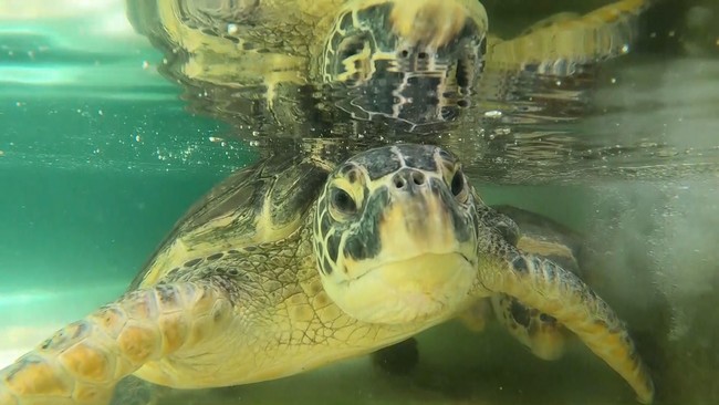 三重・紀宝町のウミガメ公園で保護されているウミガメ