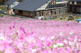 【富山県砺波市】本日スタート!100万本のコスモスが咲き誇る