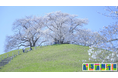アサンテがクビアカツヤカミキリの駆除施工をした埼玉県立さきたま古墳公園の桜が満開になりました!