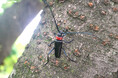 埼玉県行田市のさきたま古墳公園でクビアカツヤカミキリ捕獲活動を実施