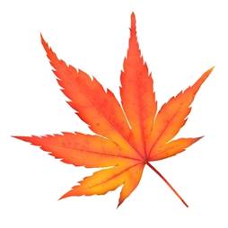 秋の行楽シーズン到来 今年の見ごろは11月中旬頃 千葉県松戸市 穴場紅葉スポット 秋のイベント オススメ5選 松戸市役所のプレスリリース