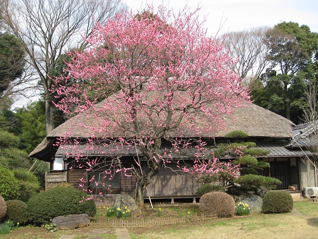 春はもうすぐそこ 梅の開花が始まります 千葉県松戸市 松戸市役所のプレスリリース