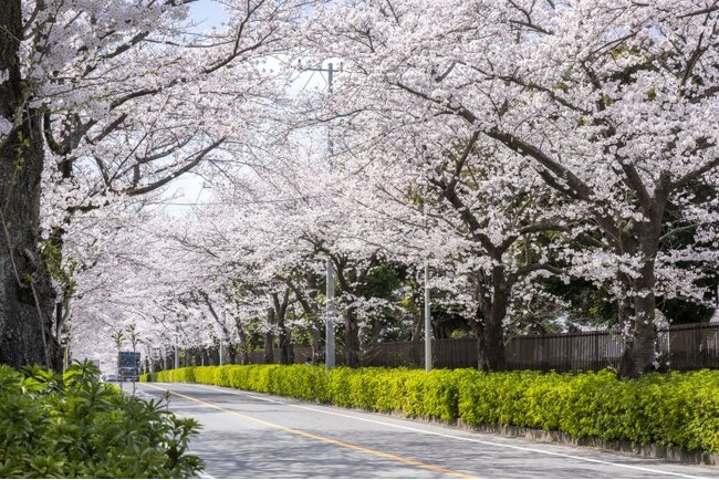 まもなく開花！桜が楽しめる見どころをご紹介 松戸市内4つのさくらの名所で「さくらまつり」も開催